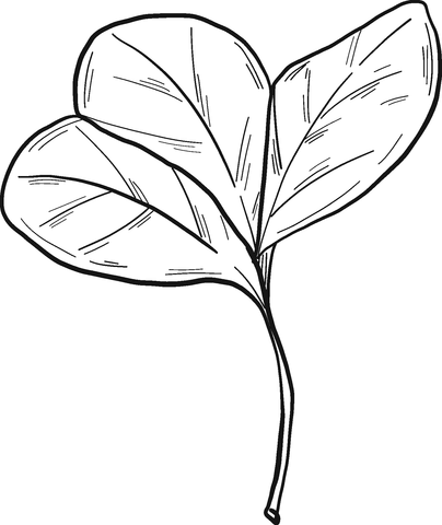 Clover Leaves Coloring Page